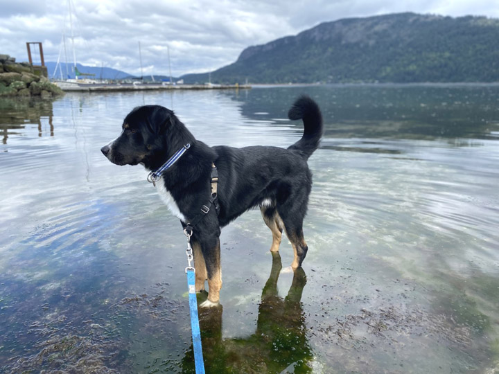 chinook dog